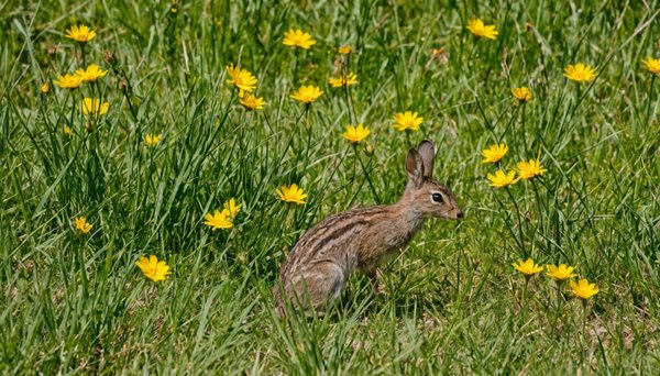 Découvrir la biodiversité du luberon : faune et flore à ne pas manquer